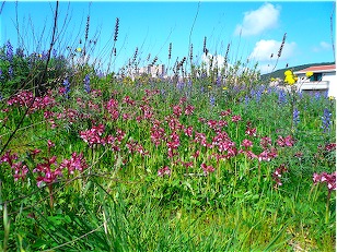 Ophrys , Orchis e ibridi - Orchidee cittadine II